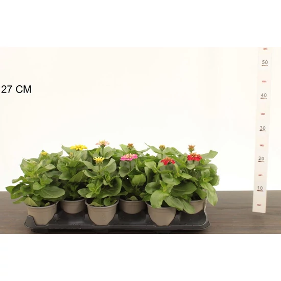 Zinnia  ZINNIA CS10,5