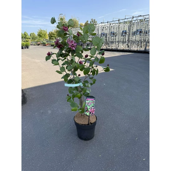 Illatos fűszercserje CALYCANTHUS HARTLAGE WINE 60/80 K6,5