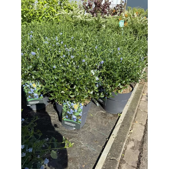 Kék táskavirág  CEANOTHUS IMPRESSUS VIKTORIA 30/40 K10