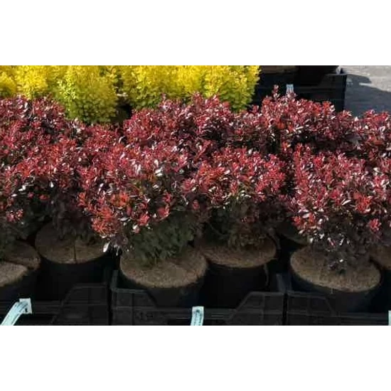 Japán vérborbolya  BERBERIS THUNBERGII BAGATELLE 25/30 K4