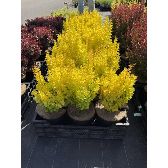 Japán oszlopos borbolya BERBERIS THUNBERGII GOLDEN TORCH 25/30 K4