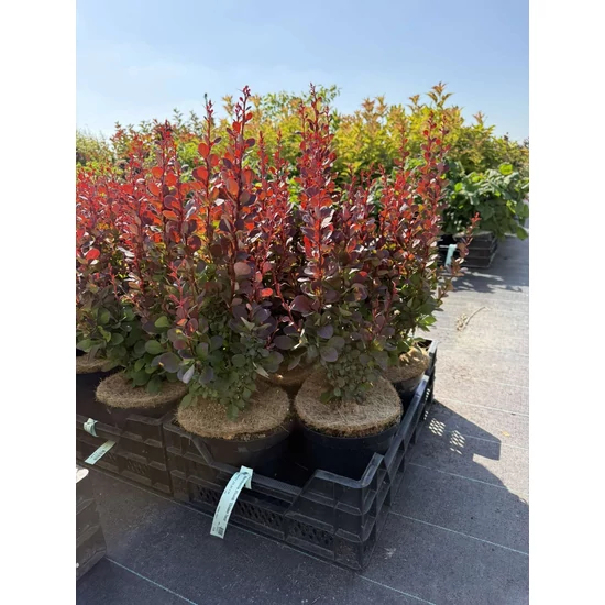 Oszlopos vérborbolya  BERBERIS THUNBERGII RED PILLAR 25/30 K4