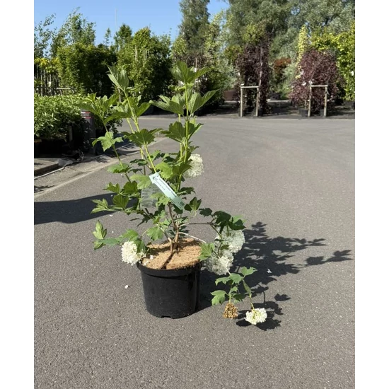 Labdarózsa   VIBURNUM OPULUS ROSEUM 40/50 K5