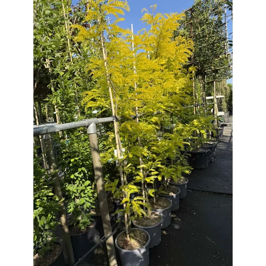 Sárgalevelű lepényfa   GLEDITSIA TRIACANTHOS SUNBURST 175/200 K15