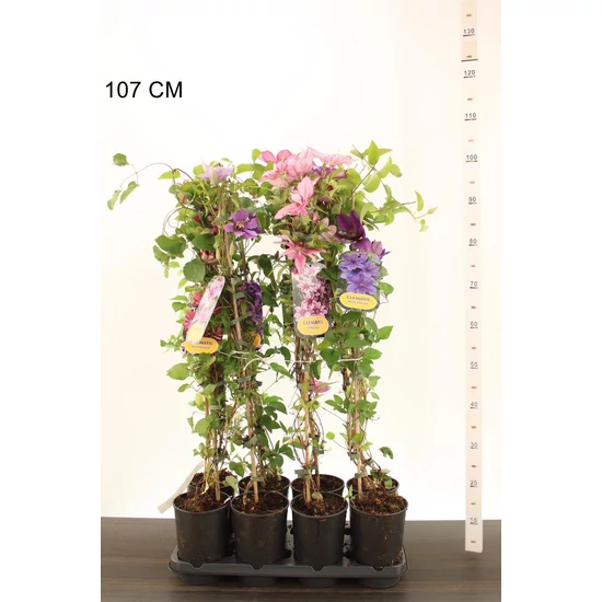 Iszalag     CLEMATIS FAJTÁK 90CM K2