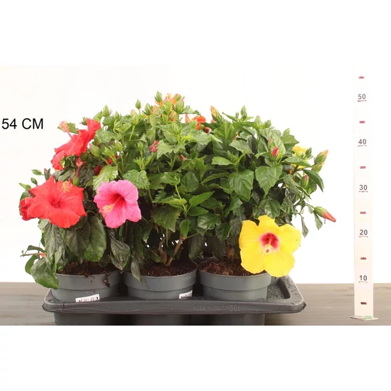 Kínai hibiszkusz   HIBISCUS ROSA SINENSIS 20/25 CS17
