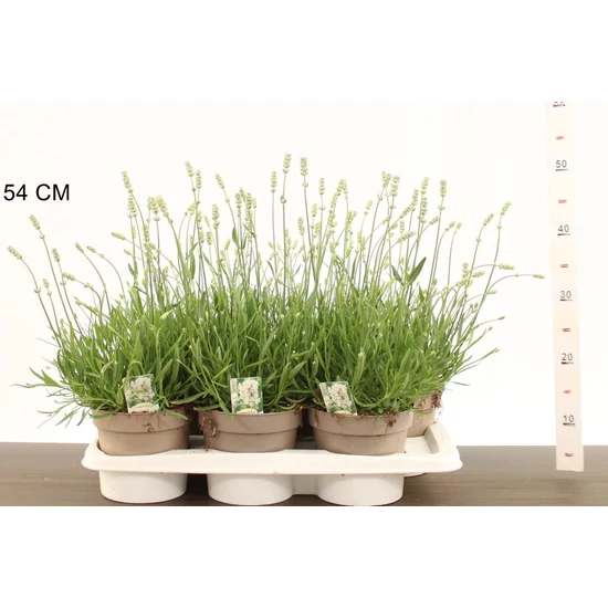 Levendula  LAVANDULA ANGUSTIFOLIA AROMANCE WHITE 40 CM CS17