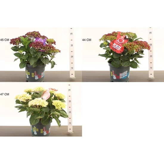 Kerti hortenzia  HYDRANGEA MACROPHYLLA MUSIC/MAGICAL 25/30 K3,5