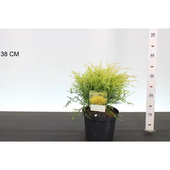 Aranyszínű szavára hamisciprus  CHAMAECYPARIS PISIFERA FILIFERA AUREA 20/25 K2,5