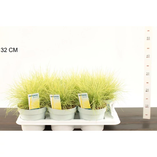 Deres csenkesz FESTUCA GLAUCA AMIGOLD 30CM CS17