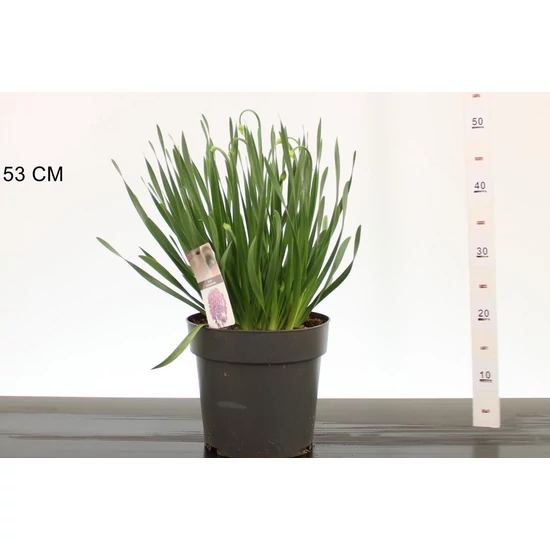 Díszhagyma  ALLIUM MILLENNIUM CS23
