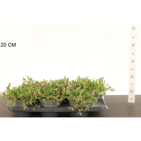 Kristályvirág   DELOSPERMA COOPERI CS15