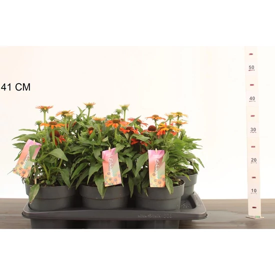 Bíbor kasvirág  ECHINACEA PURPUREA MOOODZ SATISFY CS17