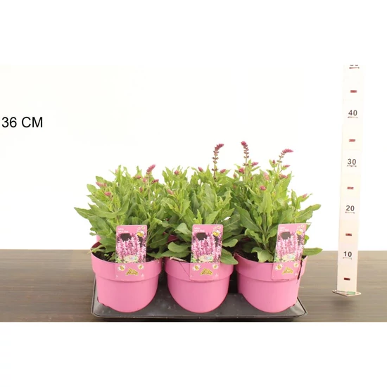 Ligeti zsálya  SALVIA NEMOROSA APEX ROSE CS15