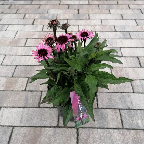 Bíbor kasvirág  ECHINACEA PURPUREA MOOODZ SATISFY CS17
