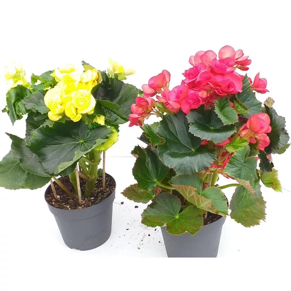 Begónia BEGONIA      
