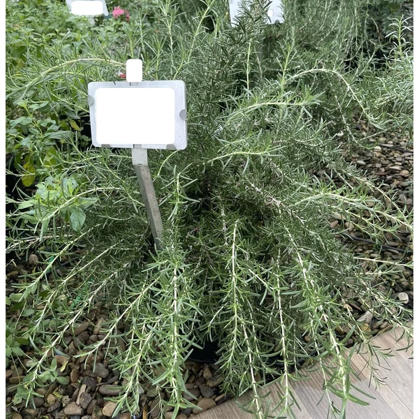 Kúszó rozmaring ROSMARINUS OFFICINALIS PROSTRATUS K10