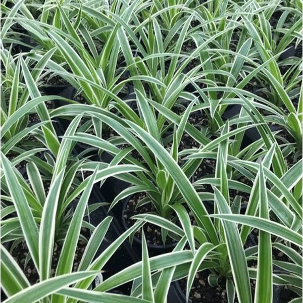 Csokrosinda CHLOROPHYTUM COMOSUM OCEAN CS27