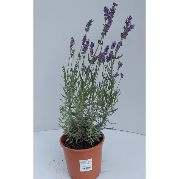 Angol levendula LAVANDULA ANGUSTIFOLIA SUPERBLUE CS14
