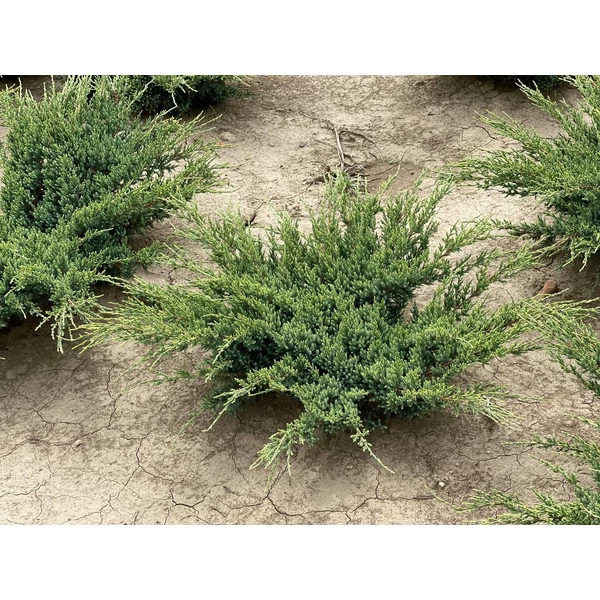 Himalájai törpeboróka JUNIPERUS SQUAMATA HOLGER 40/60*