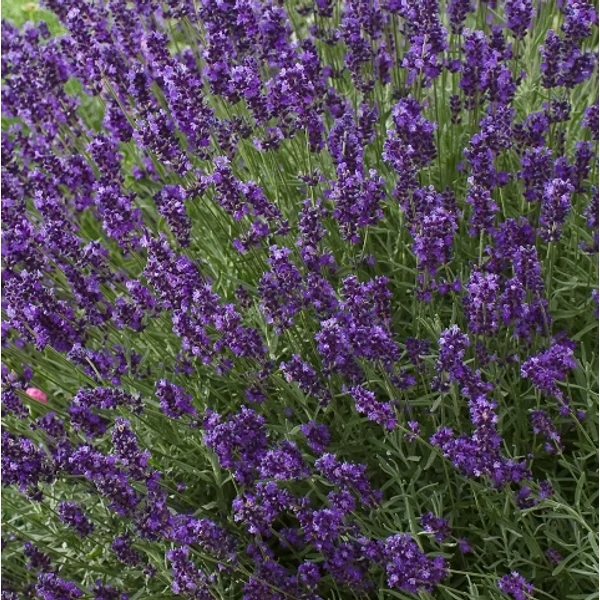 Levendula LAVANDULA ANGUSTIFOLIA DARK HIDCOTE BLUE K2