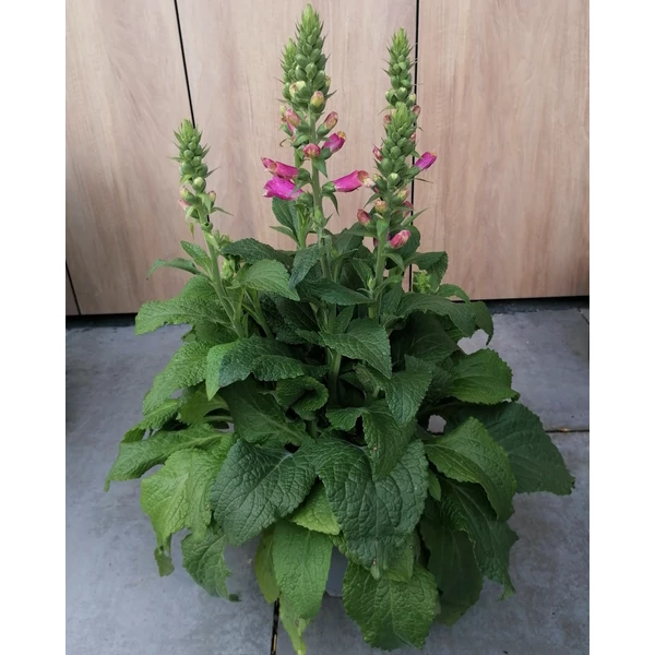 Gyűszűvirág DIGITALIS PURPUREA CS19