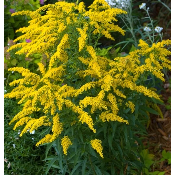 Aranyvessző HYBRID CITRONELLA CS14  