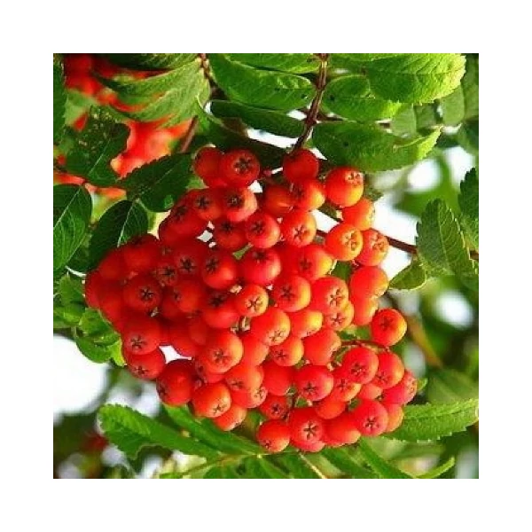 Ízletes madárberkenye   SORBUS AUCUPARIA EDULIS 14/16 K45