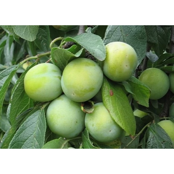 Zöld ringló PRUNUS DOMESTICA ZÖLD RINGLÓ K10-12
