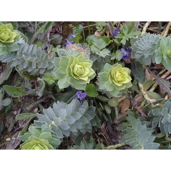 Délszaki kutyatej EUPHORBIA MYRSINITES 11*11
