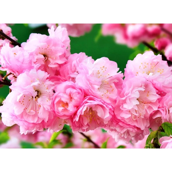 Babarózsa    PRUNUS TRILOBA MULTIPLEX T140 6/10 K13