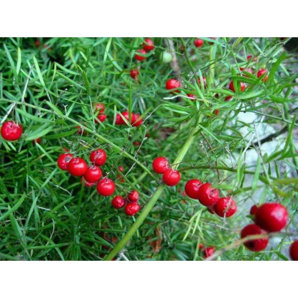 Aszparágusz ASPARAGUS DENSIFLORUS SPRENGERI CS12 