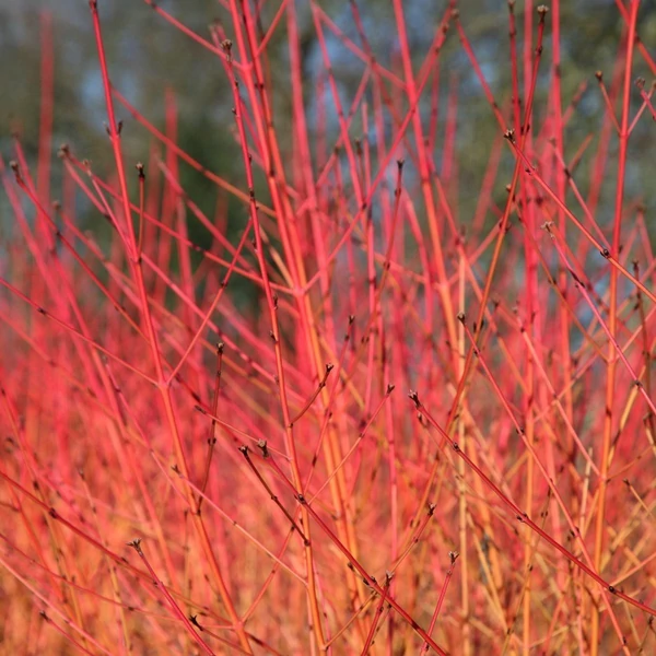 Veresgyűrűs som CORNUS SANGUINEA 40/60 K3