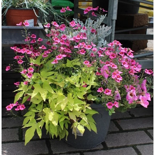 Őszi növénykompozíció