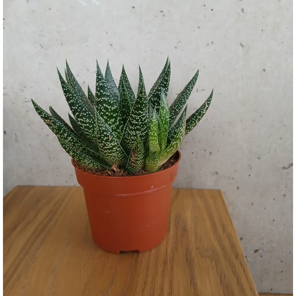 Daráslevél GASTERIA