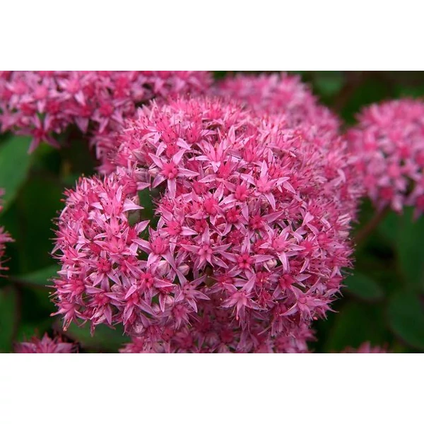 Varjúháj SEDUM FAJTÁK CS14