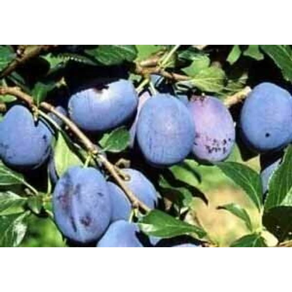 Top king szilva PRUNUS DOMESTICA TOPKING SZGY