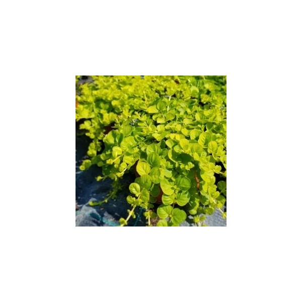 Lizinka LYSIMACHIA NUMMULARIA   