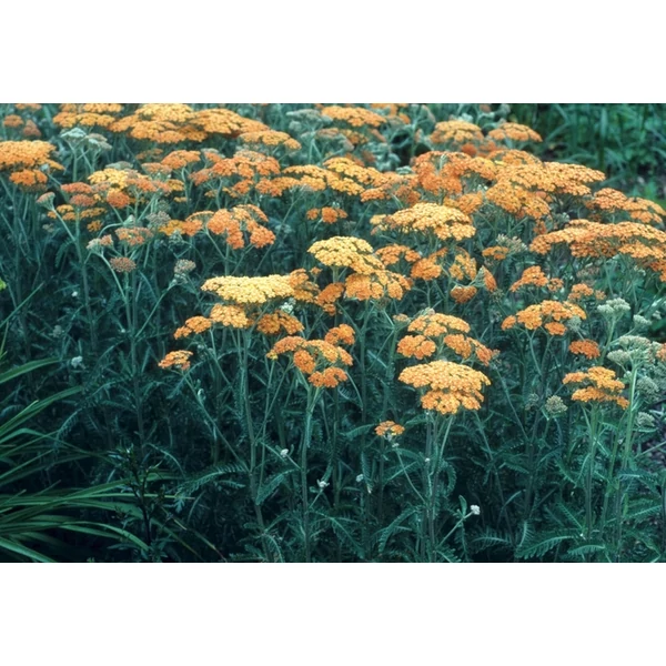 Közönséges cickafark ACHILLEA MILLEFOLIUM SASSY SUMMER LEMON CS15