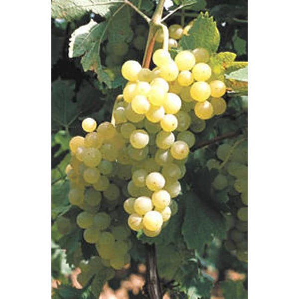 Irsai Olivér borszőlő VITIS VINIFERA IRSAI OLIVÉR (BOR, FEHÉR) SZGY