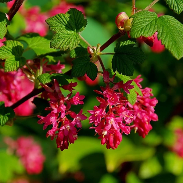Vérvörös ribiszke   RIBES SANGUINEUM KING EDWARD VII 80/100 K4