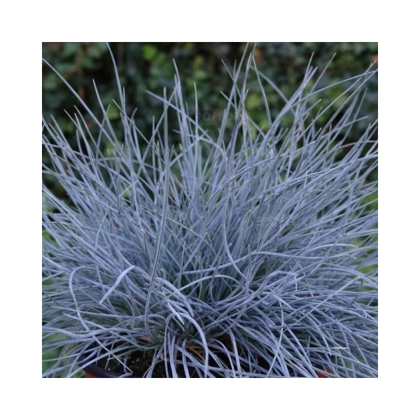 Deres csenkesz FESTUCA PALLENS CS9