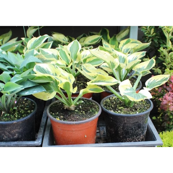 HOSTA FAJTÁK K2 Árnyékliliom 