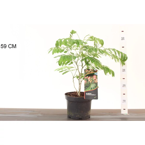 Selyemakác ALBIZIA JULIBRISSIN OMBRELLA K3