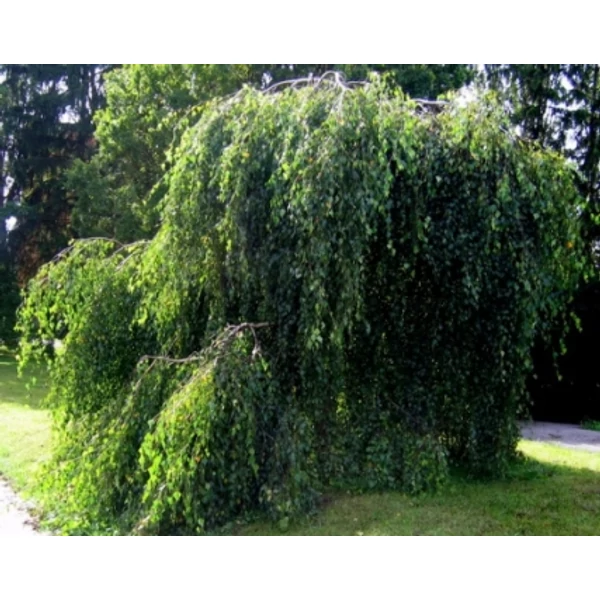 Csüngő himalájai nyír  BETULA UTILIS LONG TRUNK T200 8/10 K20