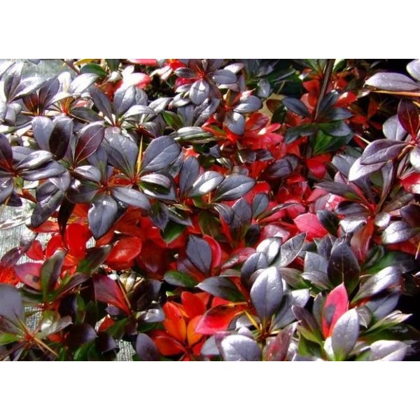 Fényes levelű ékszerborbolya  BERBERIS X MEDIA RED JEWEL K2