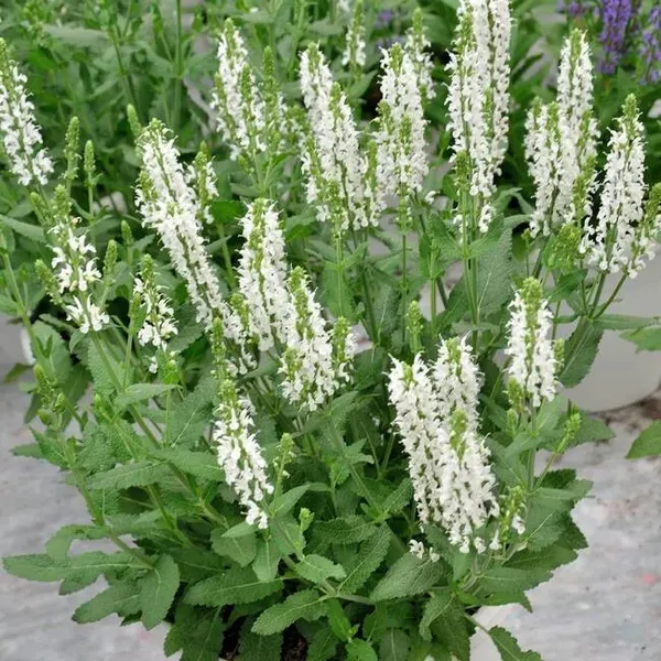 Ligeti zsálya  SALVIA NEMOROSA SCHNEEHÜGEL CS13