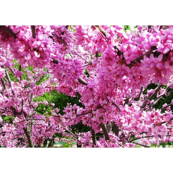 Kanadai júdásfa CERCIS CANADENSIS RUBY FALLS T180 K25