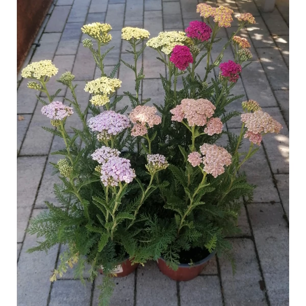 Közönséges cickafark ACHILLEA MILLEFOLIUM CS14