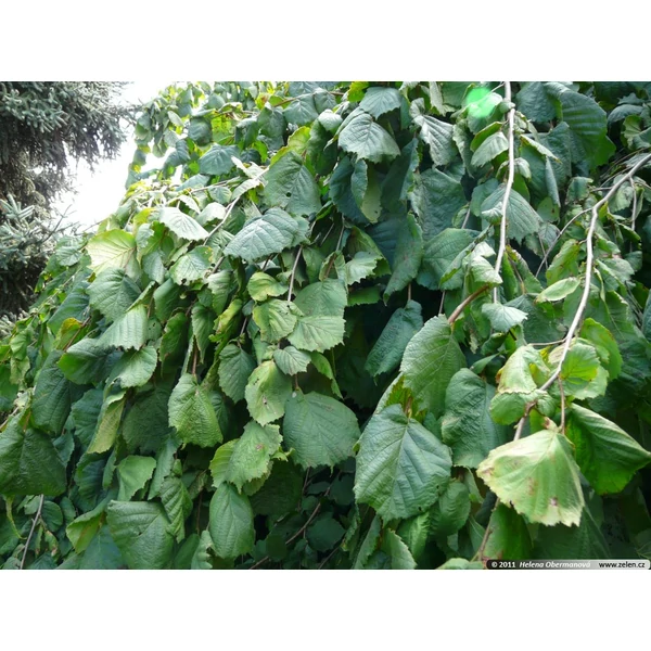 Csüngő mogyoró  CORYLUS AVELLANA PENDULA T220 10/12 K35